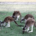 Secure Online Betting: Top Sites for AFL & NRL with Safety Tips