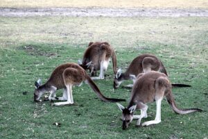 secure-sites-for-betting-on-aussie-sport-640x480-95373260.jpeg
