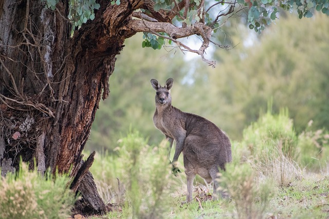 Secure withdrawal options for sports betting Australia