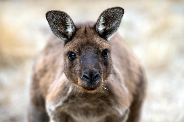 Sports betting promotions Australia