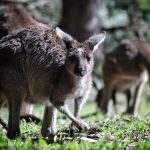 Maximizing VIP Rewards on Top-Rated Casino Apps Australia