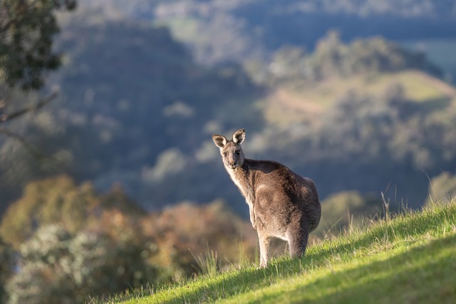 Top sports betting websites Australia