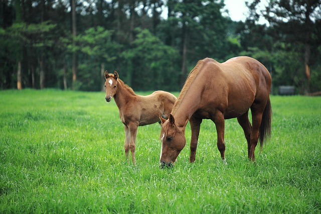 Trusted horse racing betting sites Australia