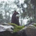 VIP Bonuses for Australians: Unlocking High-Stakes Games