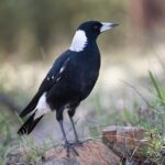 Exploring Popular Australian Lottery Betting Sites