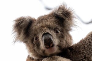 australian-online-slots-reviews-640x480-51411149.jpeg