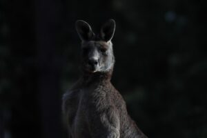 best-bonus-offers-for-australians-640x480-15966912.jpeg