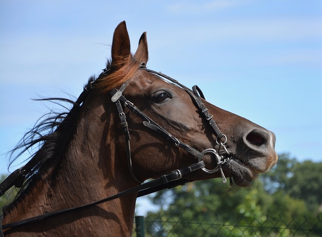 Best odds for horse racing betting Australia