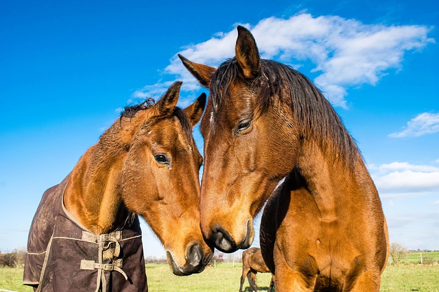 Best odds for horse racing betting Australia