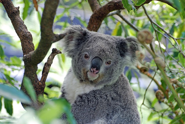 Big win pokies Australia