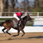 Unleash Big Wins: High Payout Horse Racing Betting Australia