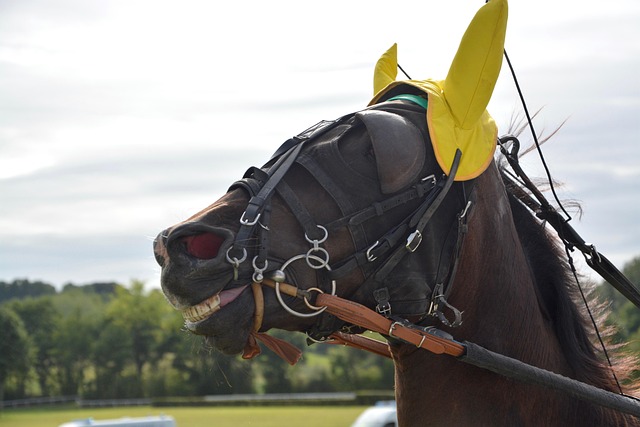 High payout horse racing betting Australia