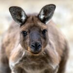 Discover Top Australian High Payout Online Casinos for Generous Winnings