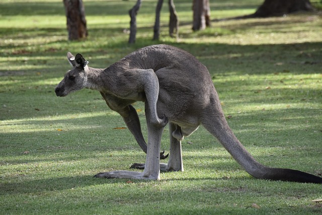 Jackpot pokies Australia