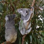 Securing Your Online Pokies Journey: Choosing Safe Aussie Platforms
