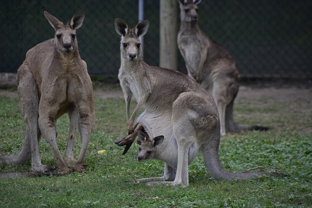New Aussie online pokies