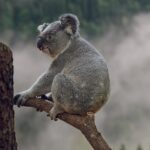 Unleash Aussie Sports Betting with No Deposit Bonuses