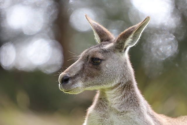 Online baccarat Australia
