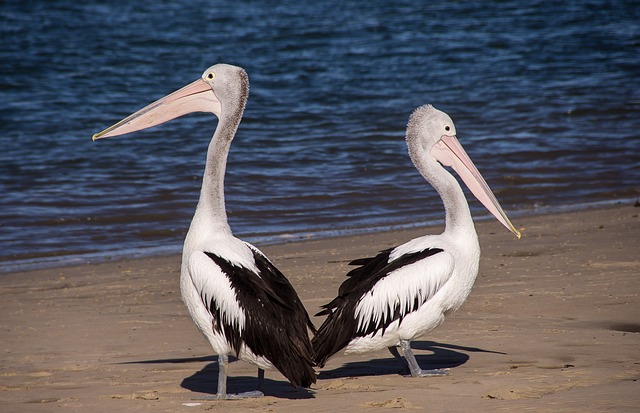 online-blackjack-bonus-australia-640x480-94252499.jpeg