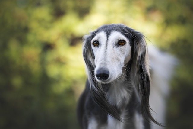 Online greyhound betting Australia