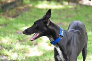 online-greyhound-betting-australia-640x480-16376683.jpeg