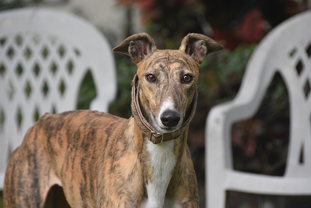 Online greyhound betting Australia