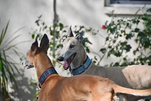 Online greyhound betting Australia