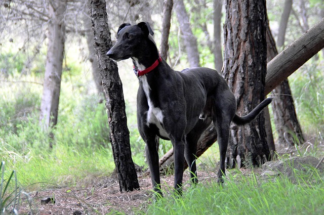 Online greyhound betting Australia