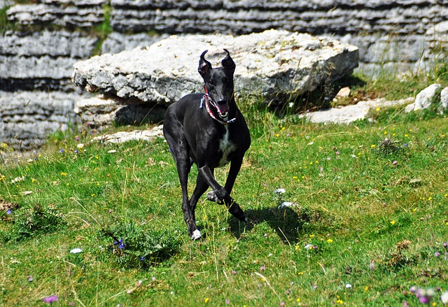 Online greyhound betting Australia