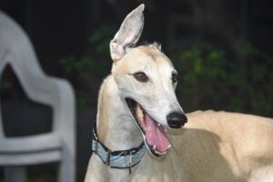 online-greyhound-betting-australia-640x480-32213217.jpeg