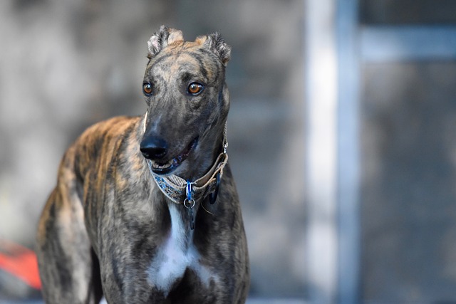 Online greyhound betting Australia