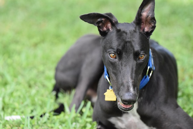 online-greyhound-betting-australia-640x480-45062847.jpeg