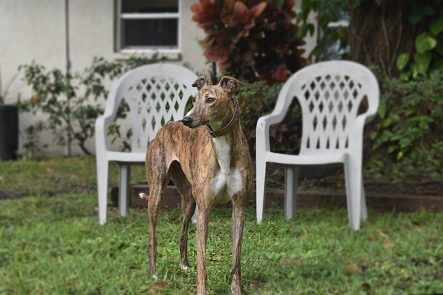 Online greyhound betting Australia