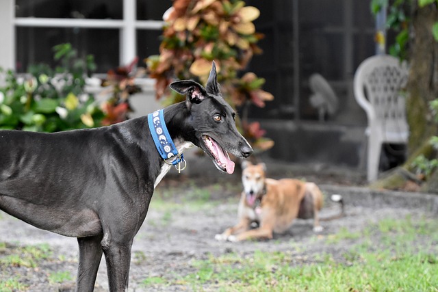 Online greyhound betting Australia