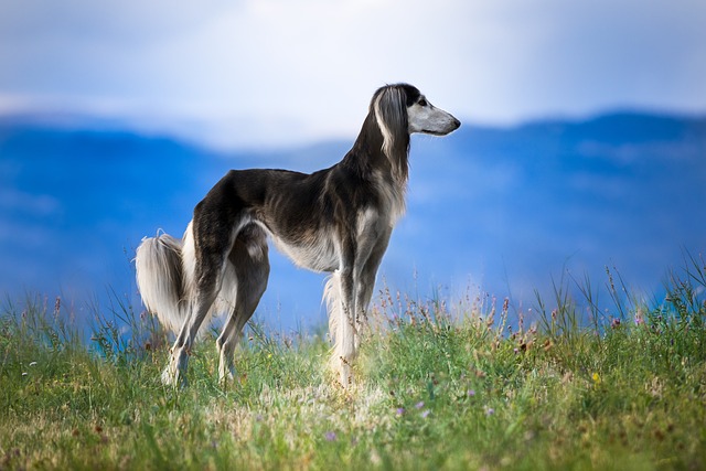 Online greyhound betting Australia