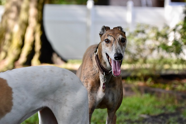Online greyhound betting Australia