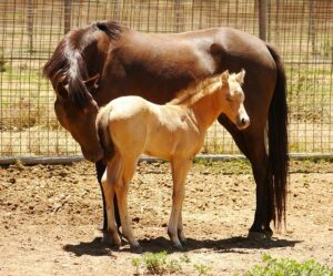 online-horse-racing-betting-australia-640x480-17447660.jpeg