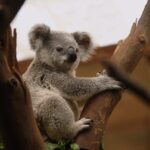 Maximize Wins: High RTP Pokies Guide for Responsible Online Play Australia