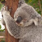 Unveiling Australia’s Top Progressive Jackpot Destinations