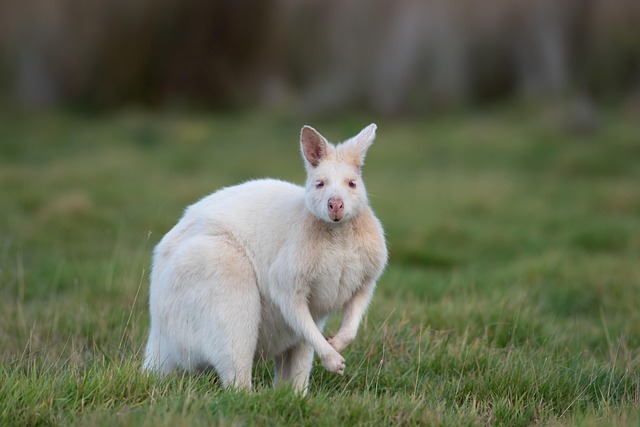 Popular progressive jackpots Australia