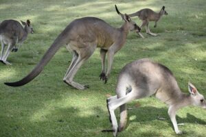 real-money-keno-australia-640x480-53299788.jpeg