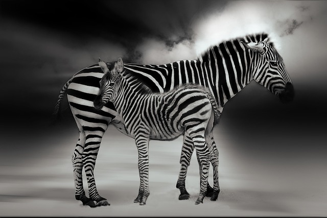 Real-time sports betting odds Australia