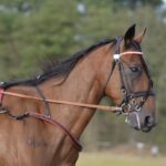 Low-Stake Horse Racing Betting Sites for Australian Race Enthusiasts