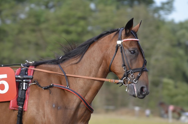 trusted-horse-racing-betting-sites-austr-640x480-28809412.jpeg