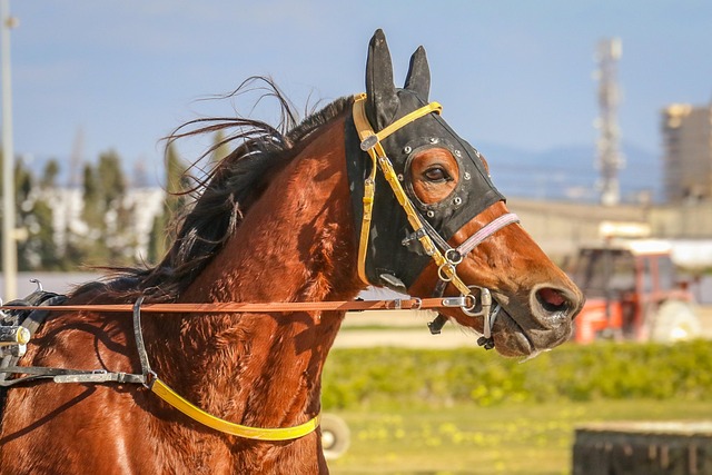 Trusted horse racing betting sites Australia