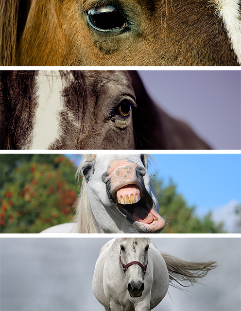 Trusted horse racing betting sites Australia