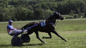 trusted-horse-racing-betting-sites-austr-640x480-84782372.jpeg
