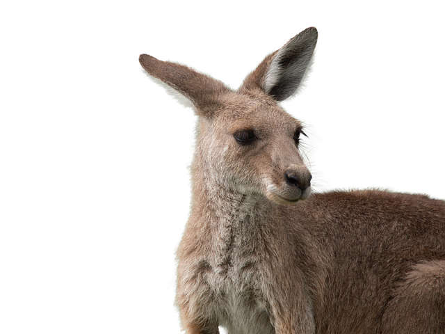 VIP bonuses for Australians