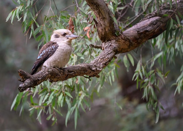 Best bonus offers for Australians