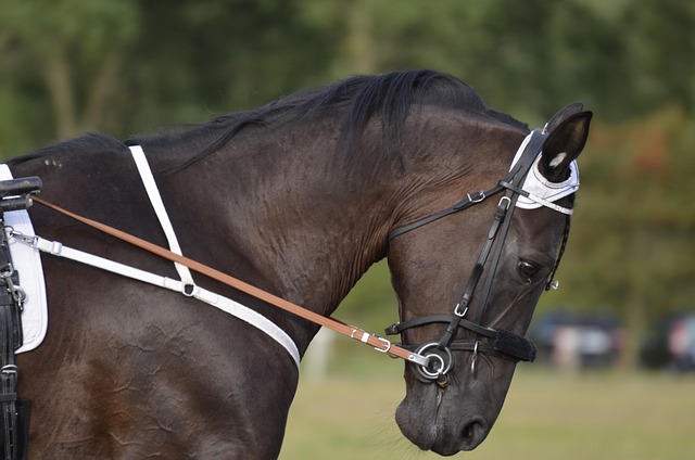 Best odds for horse racing betting Australia